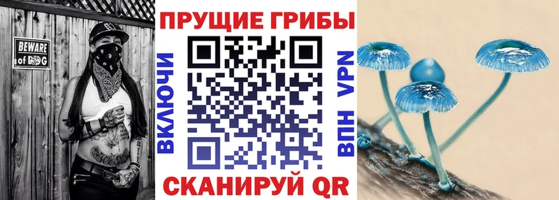 Псилоцибиновые грибы Psilocybe Мариинский Посад